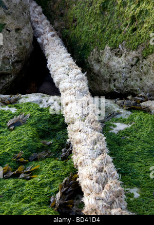 Vecchia corda attraverso la posa di alghe marine rocce coperte in Christchurch Harbour, England, Regno Unito Foto Stock
