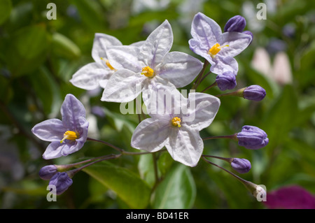 I fiori del vitigno di patate Patata Gelsomino superriduttore nightshade Solanum Jasminoides famiglia delle solanacee Foto Stock