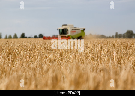La raccolta di orzo in Lincolnshire Fens Foto Stock