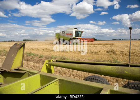 La raccolta di orzo in Lincolnshire Fens Foto Stock