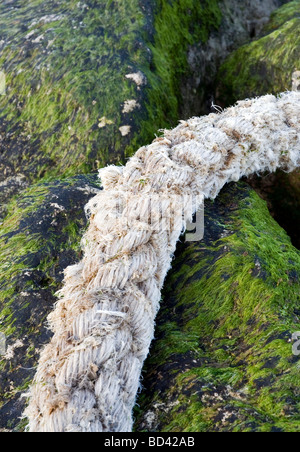 Vecchia corda attraverso la posa di alghe marine rocce coperte in Christchurch Harbour, England, Regno Unito Foto Stock
