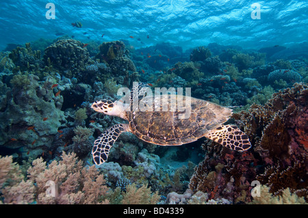 Una tartaruga embricata scivola sulla barriera corallina. Foto Stock