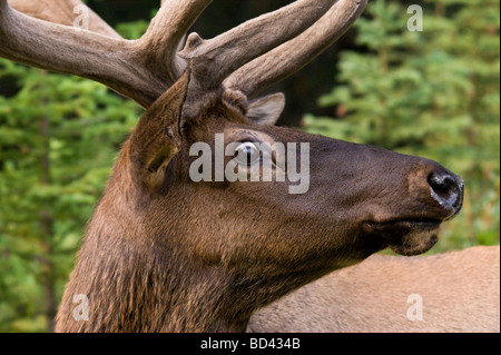 Alce maschio in allerta a lato della strada nel Parco Nazionale di Banff Foto Stock