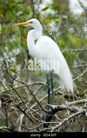 Bella grande airone bianco appollaiata su un ramo di albero Foto Stock