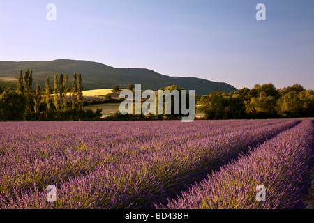 Campo di lavanda con colline e terreni agricoli al di là vicino a Sault, Provenza Francia Foto Stock