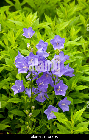 Un cluster di Blue Bell come fiori in un giardino estivo in Winkler Manitoba Canada Foto Stock