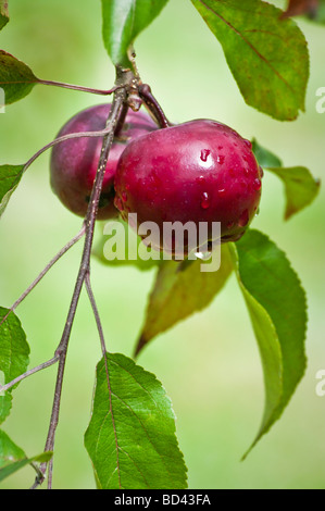 Close-up di prugne rosse su albero dopo la pioggia leggera profondità di campo Foto Stock