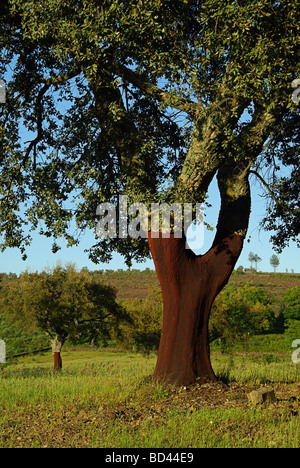 Korkeiche querce da sughero 02 Foto Stock