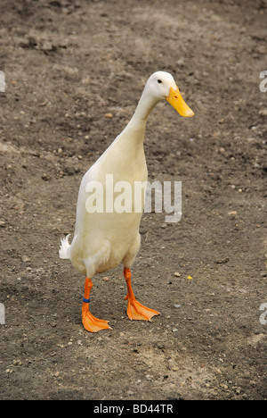 Laufente runner duck 04 Foto Stock