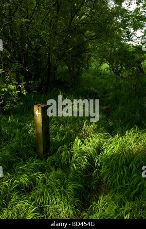 Indicatore di percorso in una lussureggiante vegetazione a Fowlmere, Cambridgeshire. Foto Stock