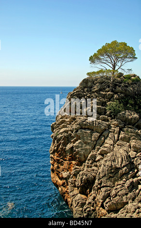 Albero, isola rocciosa, baia di Cala de Sa Calobra, paesaggio protetto area, Maiorca, isole Baleari, Spagna, Europa Foto Stock