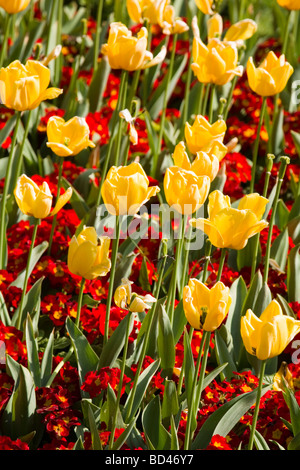 Red primule e tulipani gialli in un letto di fiori Foto Stock