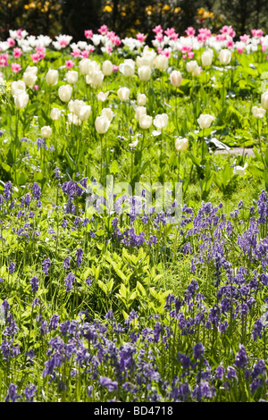 Tulipani e bluebells in un giardino fiorito Foto Stock