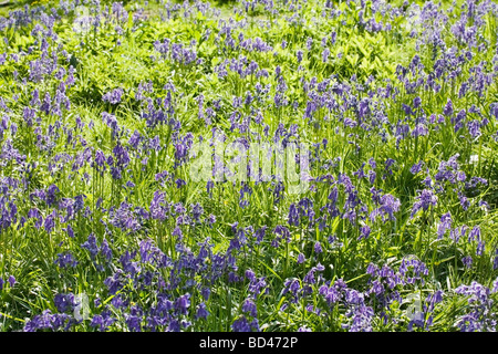 Primo piano di un fiore letto riempito con bluebells Foto Stock