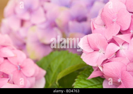 Close up di rosa fiori di ortensie Foto Stock