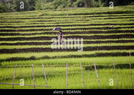 Una donna cammina attraverso risaie a terrazze vicino a Phonsavan, Laos, 2006 Foto Stock