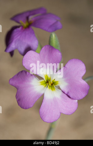 Argento stock del mare di sabbia o di stock (Malcolmia littorea) Foto Stock