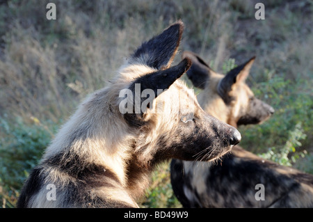 Close Up di rara in via di estinzione africana di cani selvatici Parco Nazionale Kruger Sud Africa Sud Africa Foto Stock