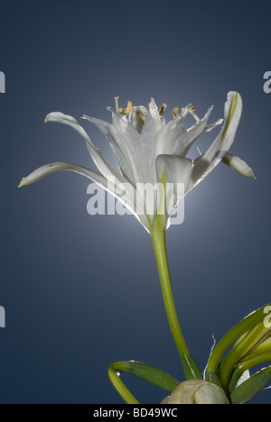 Sea Daffodil (Pancratium maritimum) Foto Stock