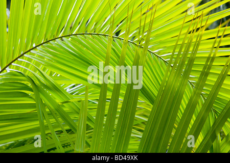 Palm frond dettagli ideale per un background nella giungla Foto Stock