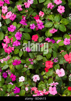 Diversi fiori colorati in un letto giardino Foto Stock