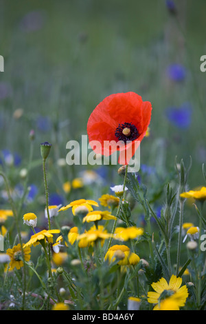 Il papavero Papaver rhoeas con mais seminativi marigold erbacce Cornovaglia Foto Stock