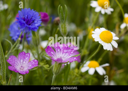 Il mais cockle Agrostemma githago con mayweed profumati e fiori di mais Cornovaglia Foto Stock