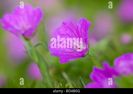 Bloody cranesbill Geranium sanguineum Foto Stock