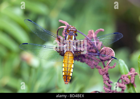 Ampia corposi chaser Libellula depressa femmina Foto Stock