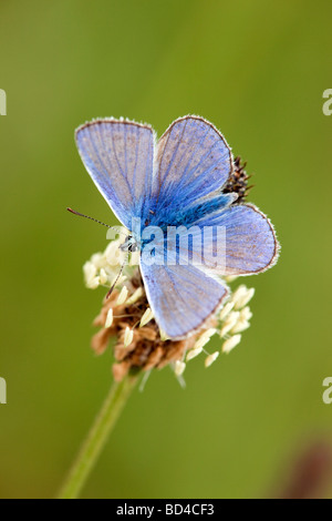 Comune di blue butterfly Polyommatus icarus maschio Foto Stock