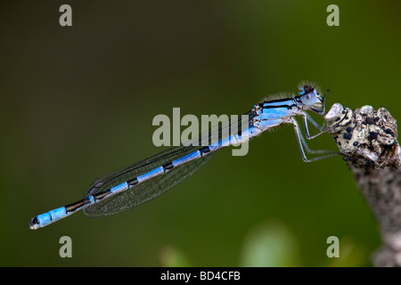 Comune damselfly blu Enallagma cyathigerum maschio Foto Stock