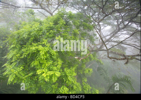 Baldacchino della foresta pluviale nella nebbia nel parco nazionale di Soberania, vicino Gamboa, Repubblica di Panama. Foto Stock