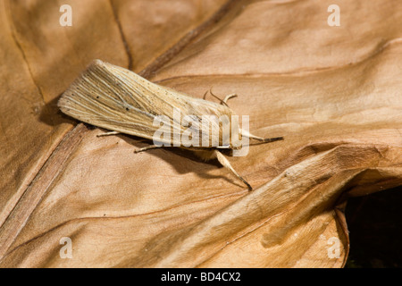 Comune falena wainscot Mythimna pallens Foto Stock