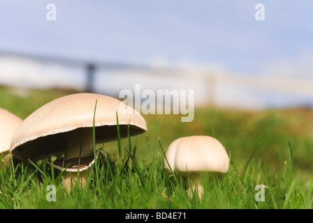 I funghi commestibili crescente selvatici in erba Foto Stock