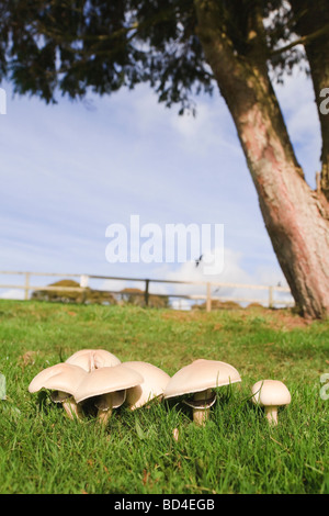 I funghi commestibili che crescono in un prato verde su terreni agricoli Foto Stock