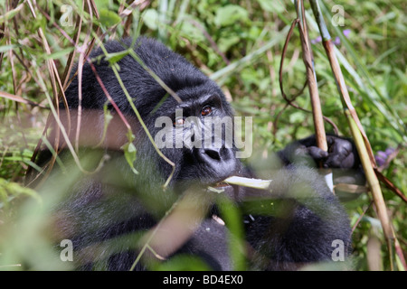 Un gorilla di montagna del Gruppo Nkuringo nel Parco nazionale impenetrabile di Bwindi in Uganda Foto Stock