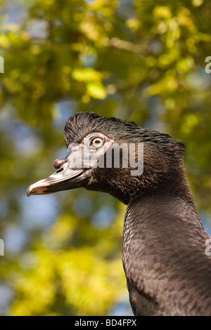 Anatra muta (Cairina moschata). Ritratto di Drake o maschio. Forma Selvatica antenato della fattoria addomesticati yard bird. Foto Stock