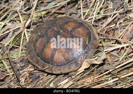 Stripe colli (tartaruga Ocadia sinensis). Adulto, sul terreno, l'esposizione alla luce solare. Sun basking. Ectothermic. Foto Stock