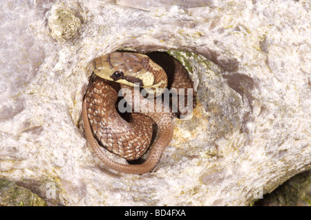 Saettone (Elaphe longissima). Contrassegni della testa di un bambino , emergente da un foro in una parete di roccia. Foto Stock