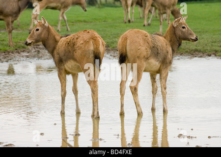 Pere Davids Deer (Elaphurus davidianus). Estinta nel selvaggio, ma salvato dall'estinzione totale essendo allevati in cattività a Woburn e Whipsnade ​in Inghilterra. Foto Stock