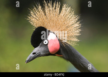 Nero o nero a collo di West African Crowned Crane (Balearica pavonina). Ritratto. In prossimità della testa e i lineamenti del viso. Foto Stock