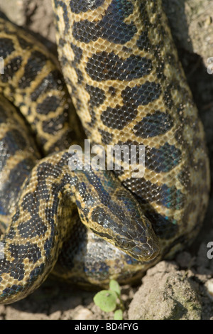 Anaconda giallo Eunectes notaeus minore delle due specie di Anaconda dal tropical America del Sud Foto Stock