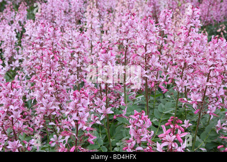Diptam fioriture Dictamnus albus Foto Stock