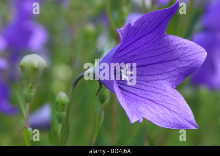 Blu fiore palloncino close up Platycodon grandiflorus Foto Stock