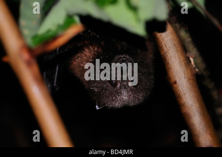 Rodrigues Flying Fox o Rodrigues frutto Bat Pteropus rodricensis Foto Stock