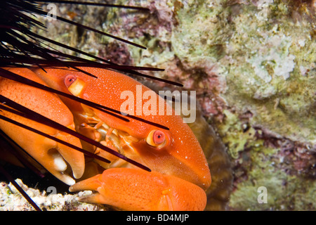 Il granchio rotonda (Carpilius convexus) nascondersi dietro dei ricci di mare Foto Stock