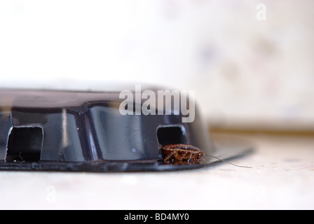 Scarafaggio (Blattella germanica) striscia fuori dalla trappola avvelenata sul tavolo da cucina Foto Stock