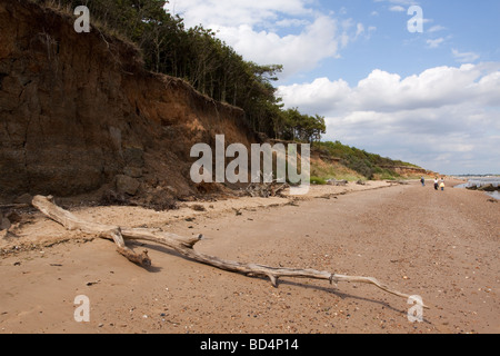 Sbriciolare scogliera ed esposti albero radici causati da erosione costiera a East Mersea, Mersea Island, Essex Foto Stock