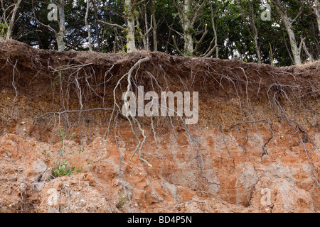 Sbriciolare scogliera ed esposti albero radici causati da erosione costiera a East Mersea, Mersea Island, Essex Foto Stock