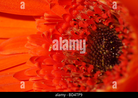 Gerbera Daisy fiore rosso fiori fondo pieno fiori macro aristico floreale carta da parati telefono per sfondi mobili nessuno ad alta risoluzione Foto Stock